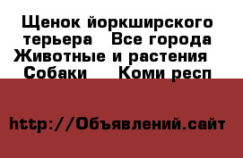 Щенок йоркширского терьера - Все города Животные и растения » Собаки   . Коми респ.